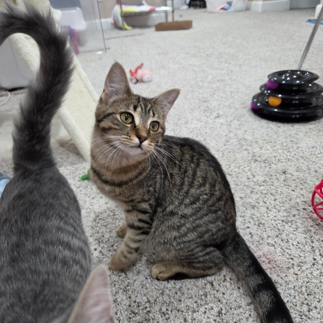 Laney, Adoptable, Young Female Domestic Short Hair.