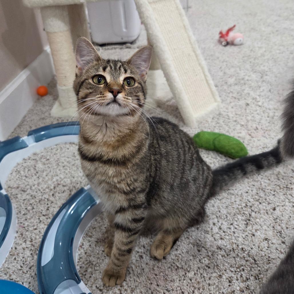 Enlarge Laney, a Adoptable Domestic Short Hair in Portage, MI image 2/4