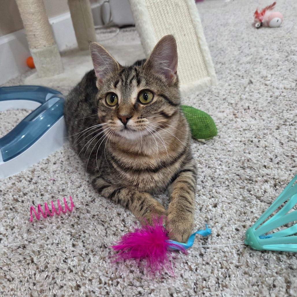Enlarge Laney, a Adoptable Domestic Short Hair in Portage, MI image 3/4
