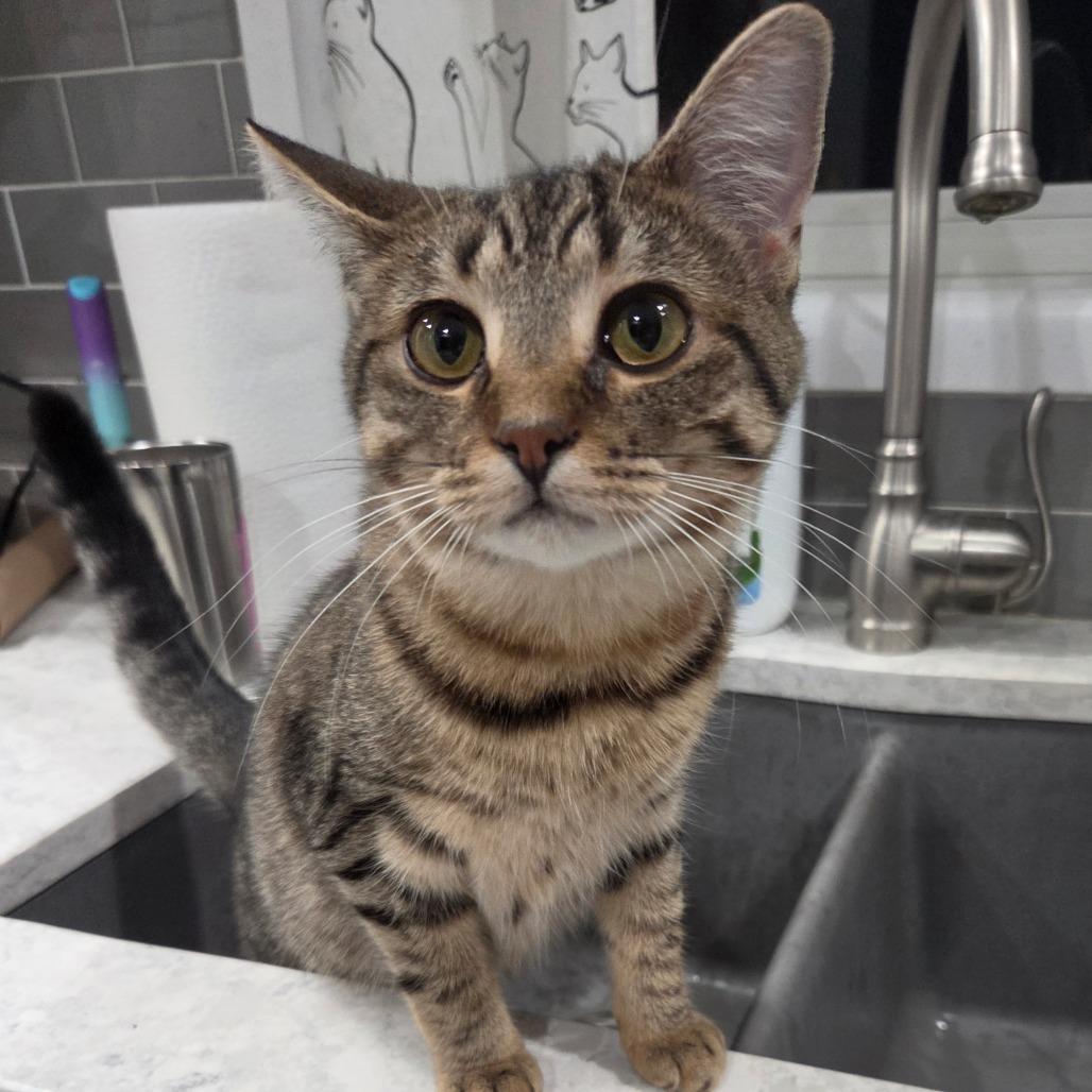Enlarge Laney, a Adoptable Domestic Short Hair in Portage, MI image 4/4