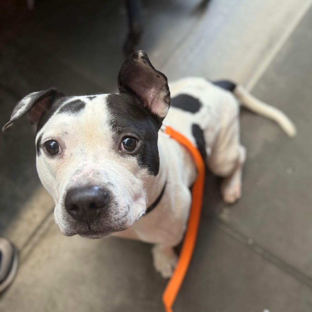 Enlarge Oreo, a Adoptable Mixed Breed in Pittsburgh, PA image 1/6