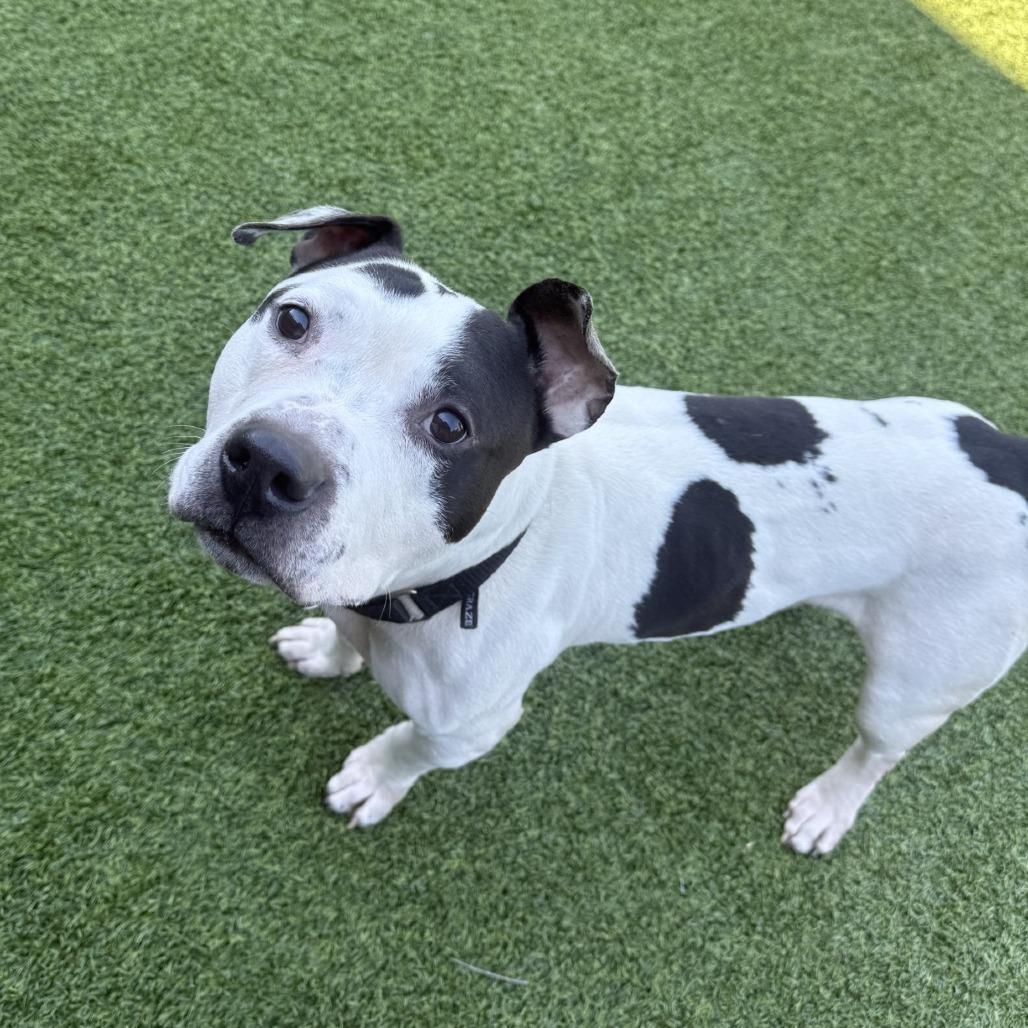 Enlarge Oreo, a Adoptable Mixed Breed in Pittsburgh, PA image 2/6
