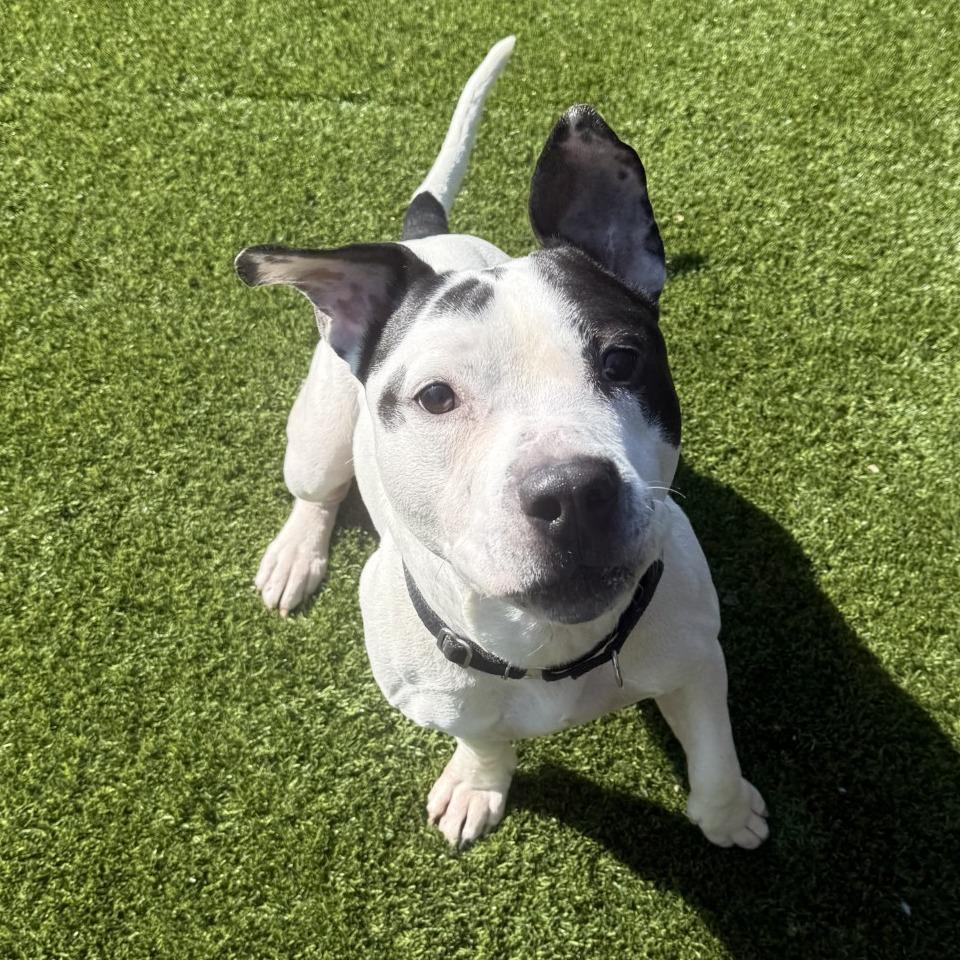 Enlarge Oreo, a Adoptable Mixed Breed in Pittsburgh, PA image 3/6