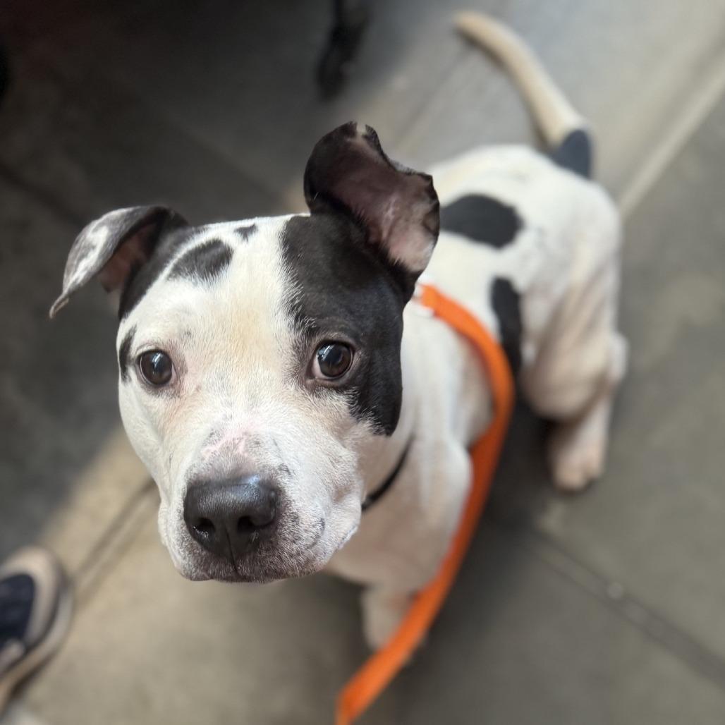 Enlarge Oreo, a Adoptable Mixed Breed in Pittsburgh, PA image 4/6