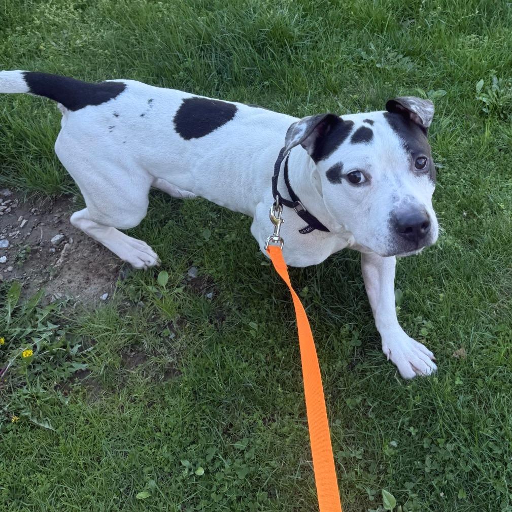 Enlarge Oreo, a Adoptable Mixed Breed in Pittsburgh, PA image 5/6