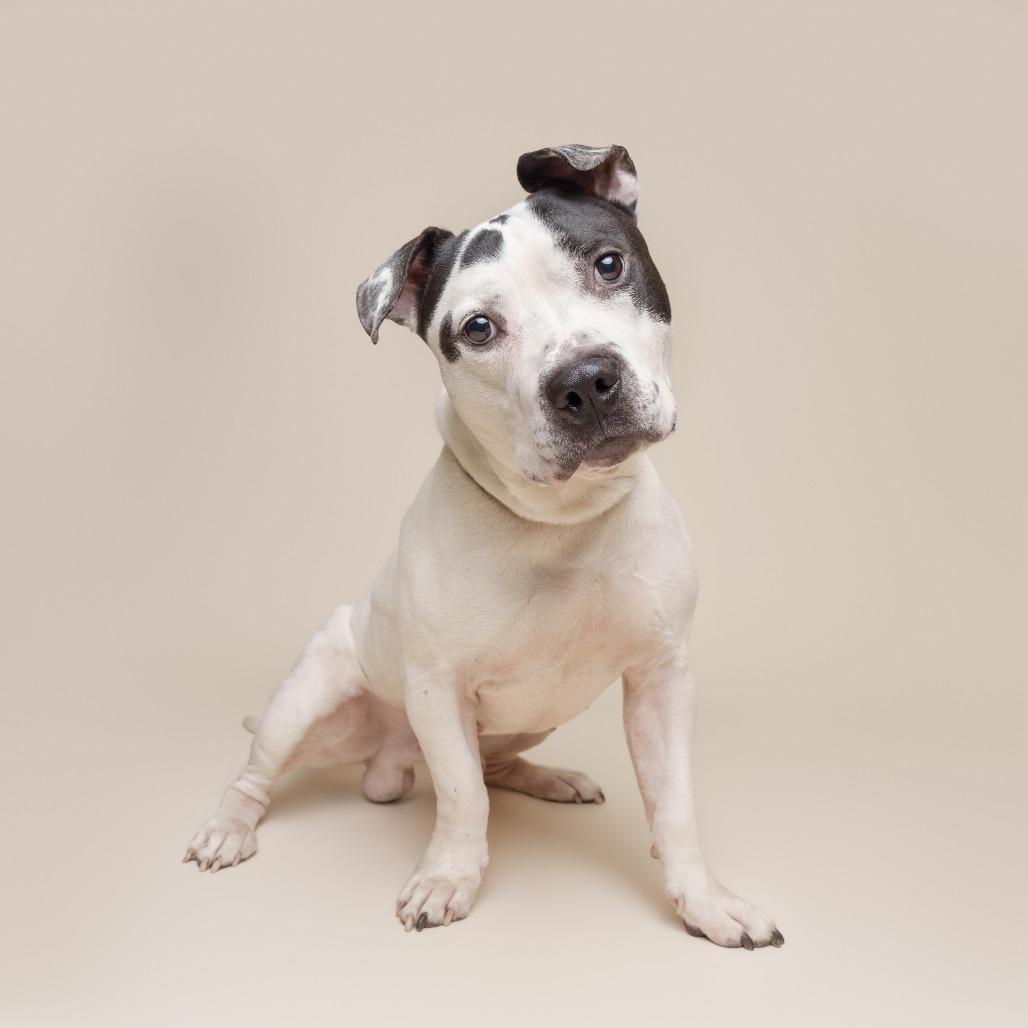 Enlarge Oreo, a Adoptable Mixed Breed in Pittsburgh, PA image 6/6