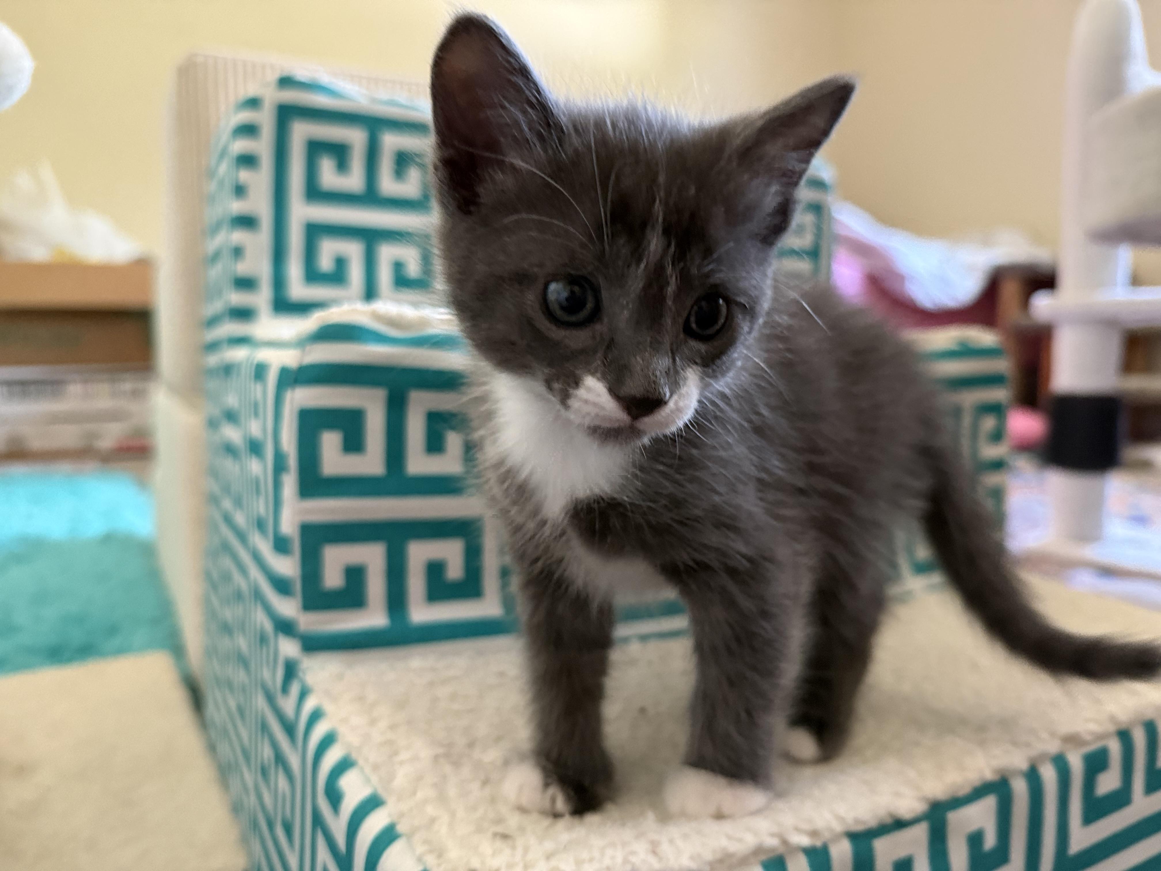 Harley (& Otis) PENDING ADOPTION, ADOPTABLE, Kitten Male Russian Blue & Tuxedo.