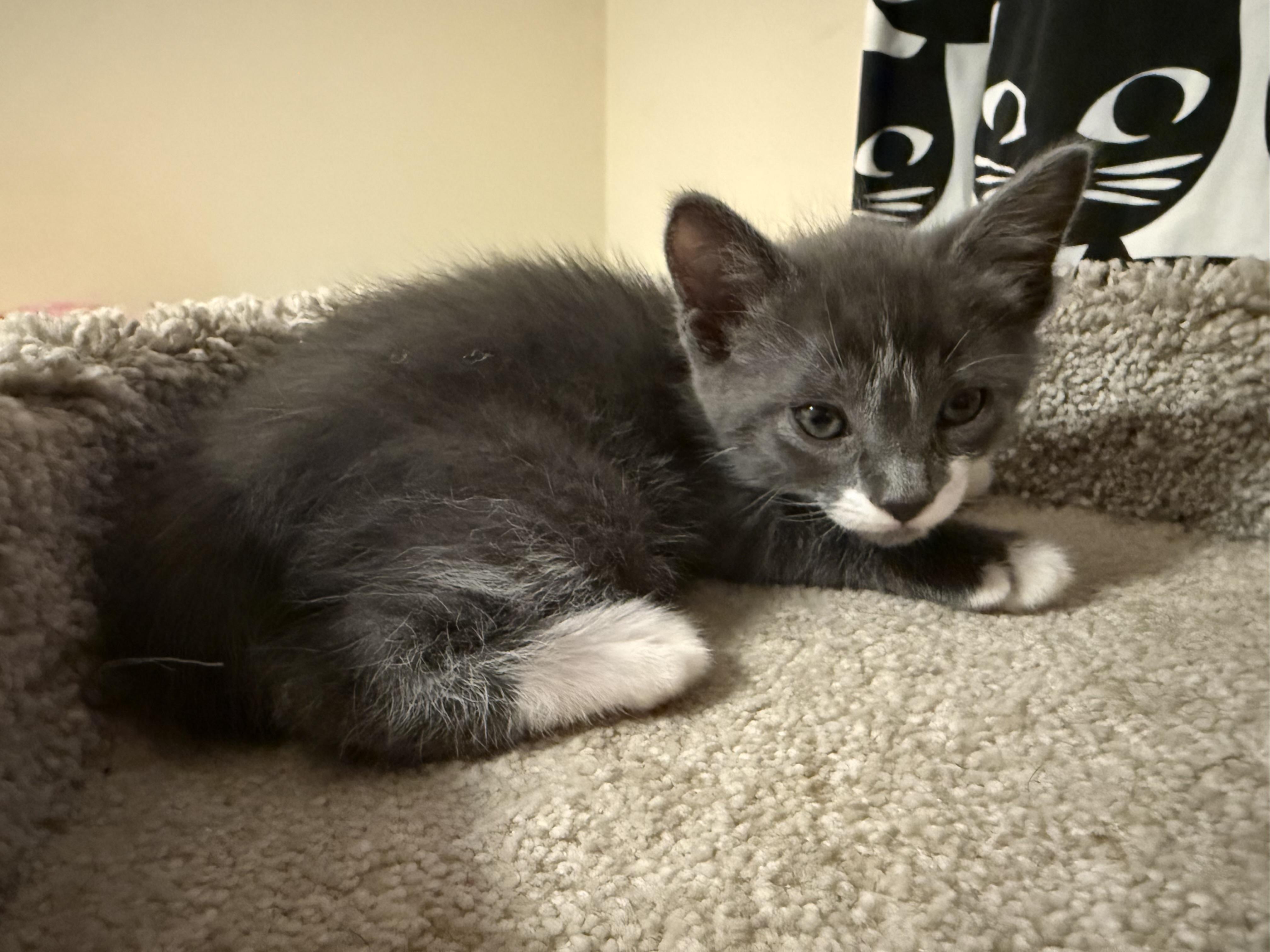 Harley (& Otis) PENDING ADOPTION, a ADOPTABLE mixed breed in Wimauma, FL image 3/6