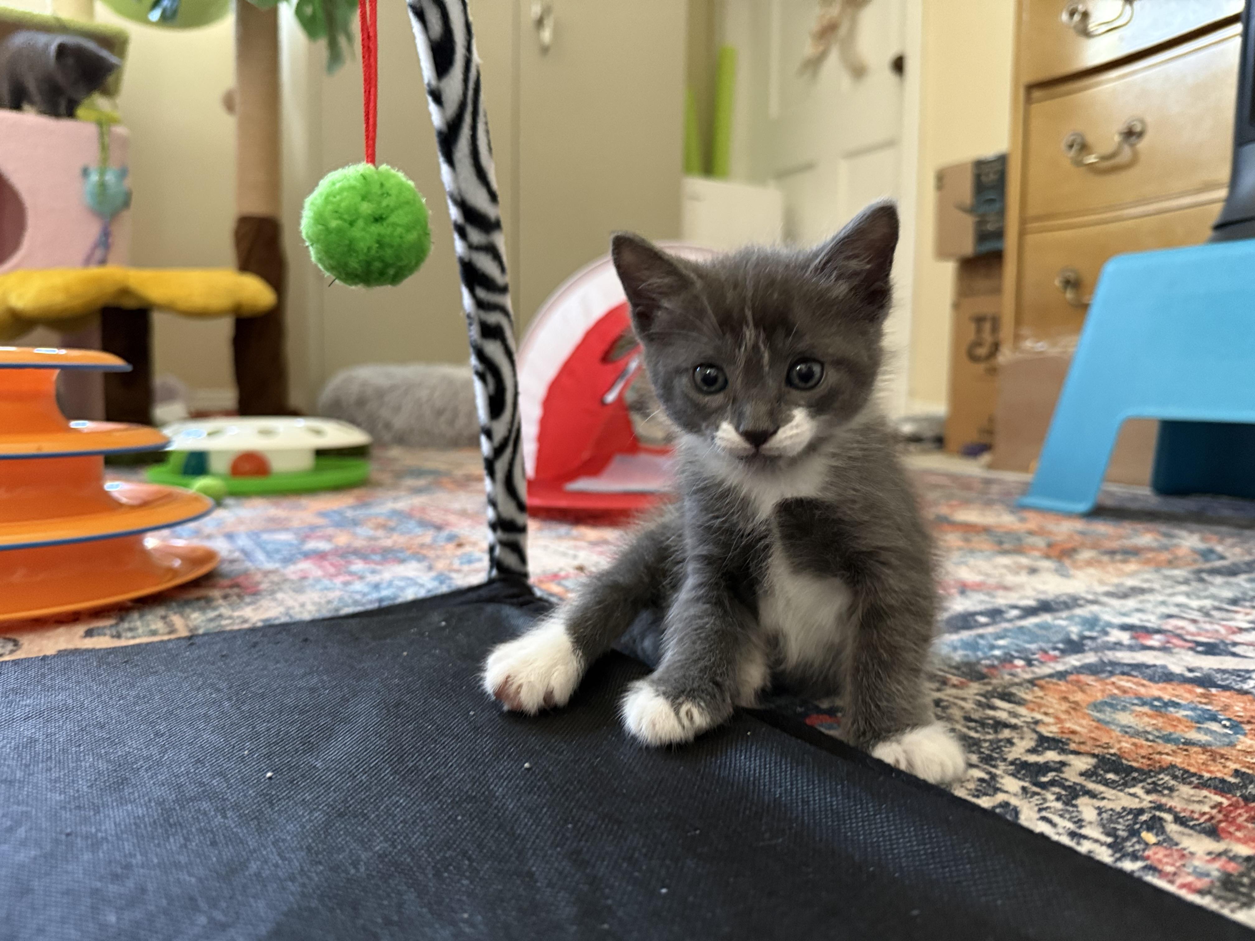 Harley (& Otis) PENDING ADOPTION, a ADOPTABLE mixed breed in Wimauma, FL image 6/6