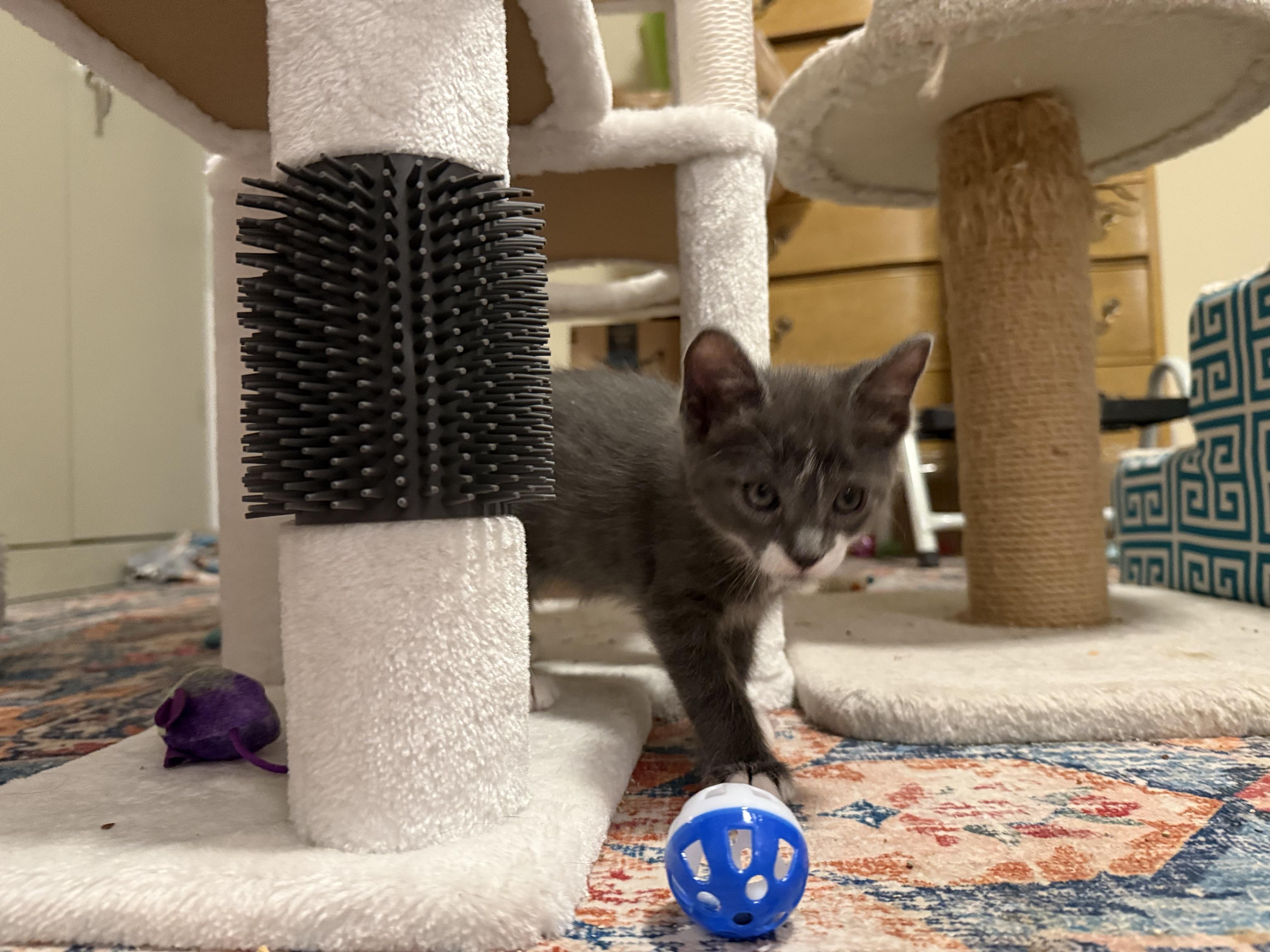 Harley (& Otis) PENDING ADOPTION, a ADOPTABLE mixed breed in Wimauma, FL image 5/6