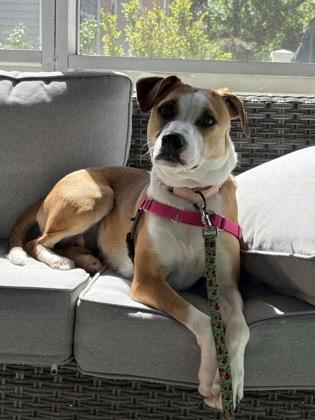 Canoli - Available in Foster, Adoptable, Adult Female Hound & Mixed Breed.