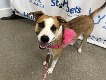 Enlarge Canoli - Available in Foster, a Adoptable mixed breed in Madison, NJ image 2/3