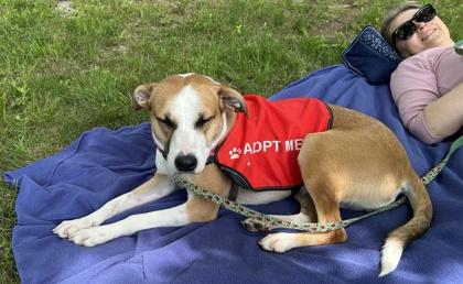 Enlarge Canoli - Available in Foster, a Adoptable mixed breed in Madison, NJ image 3/3