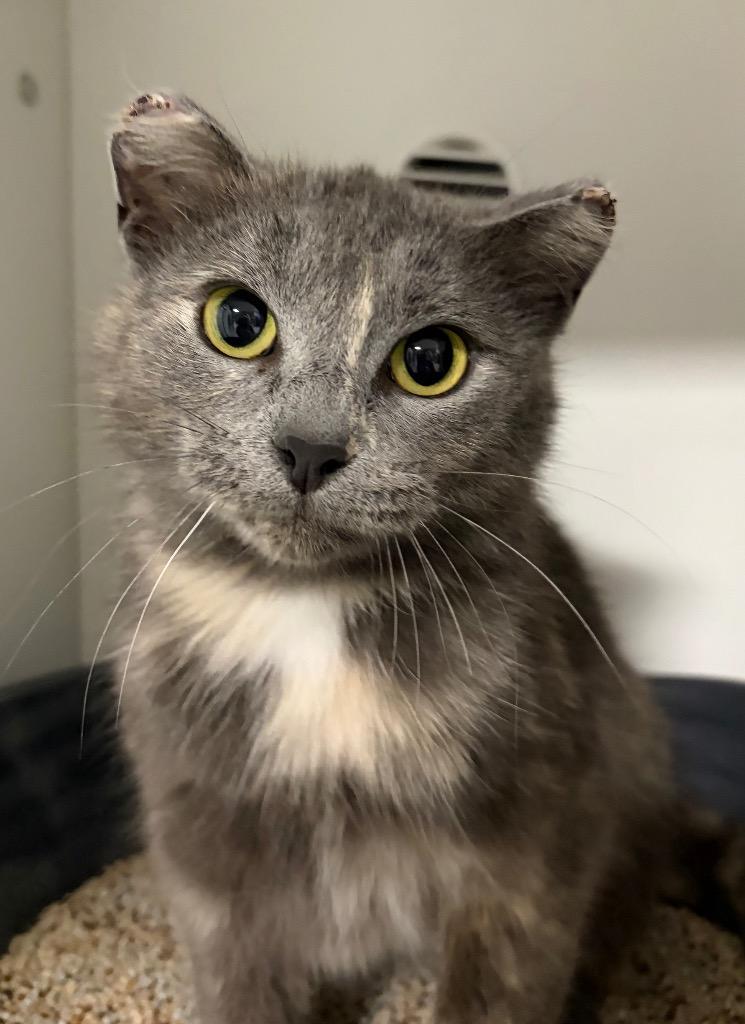 Enlarge Elsa, a Adoptable mixed breed in Huntington, IN image 1/1