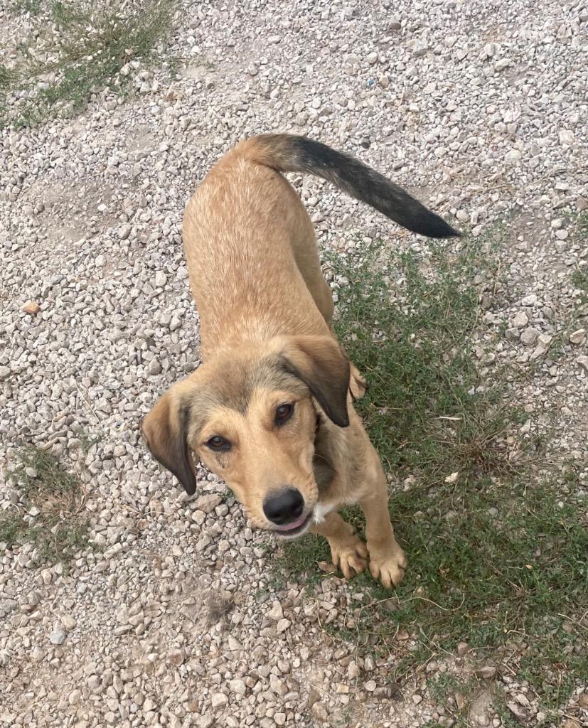 Enlarge Remi, a Adoptable mixed breed in Batesville, AR image 1/2