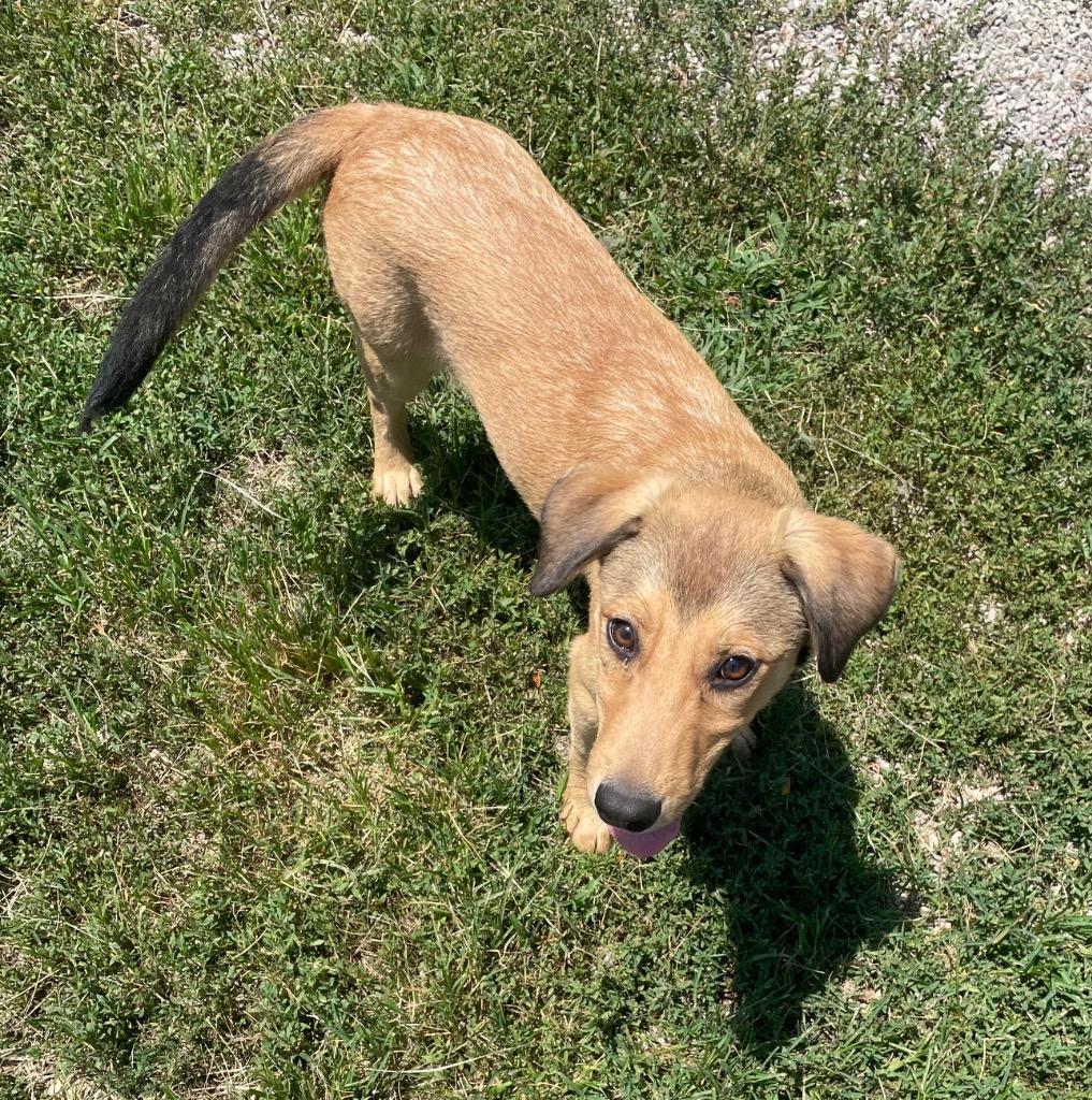 Enlarge Remi, a Adoptable mixed breed in Batesville, AR image 2/2
