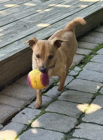 PeeWee, an adopted mixed breed in Ashland, VA image 3/4