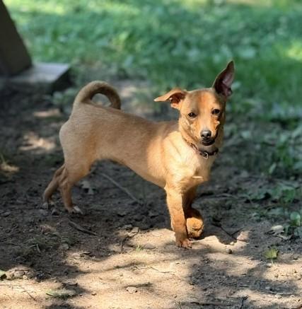 PeeWee, an adopted mixed breed in Ashland, VA image 1/4