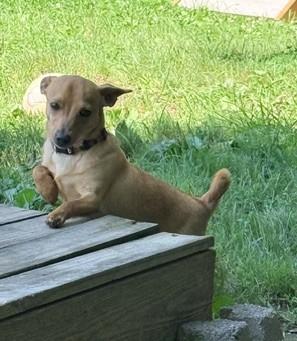 PeeWee, an adopted mixed breed in Ashland, VA image 2/4