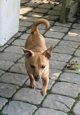 PeeWee, an adopted mixed breed in Ashland, VA image 4/4