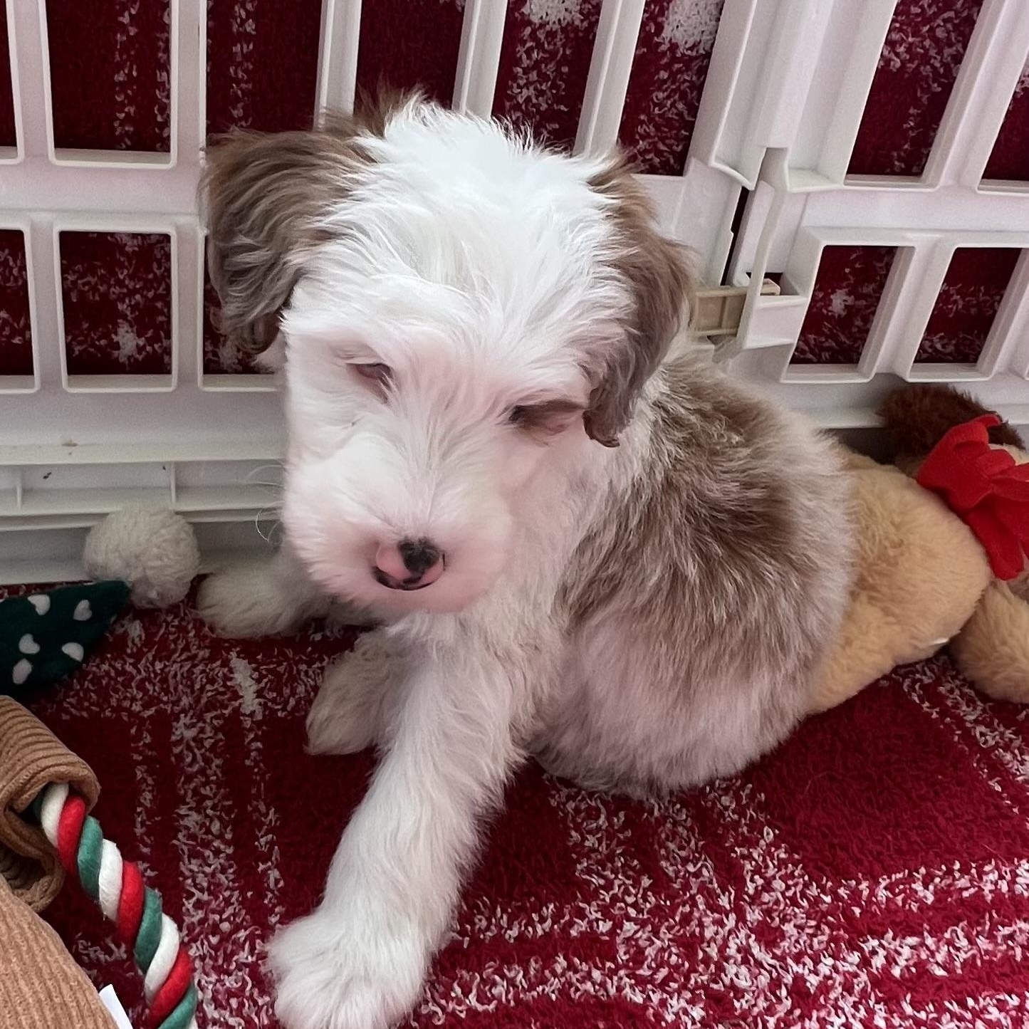 Eddie, Adoptable, Puppy Male Aussiedoodle.