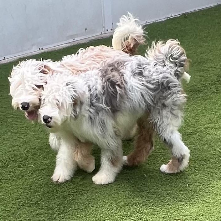 Enlarge Eddie, a Adoptable Aussiedoodle in Fort Myers, FL image 5/5