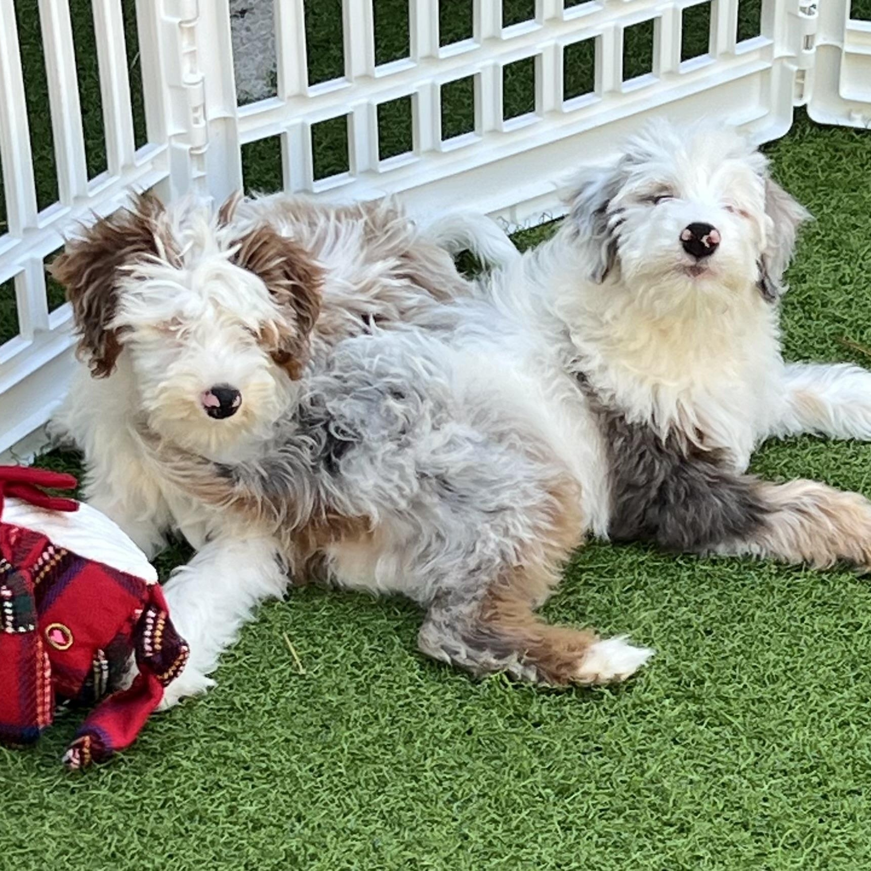 Enlarge Eddie, a Adoptable Aussiedoodle in Fort Myers, FL image 2/5