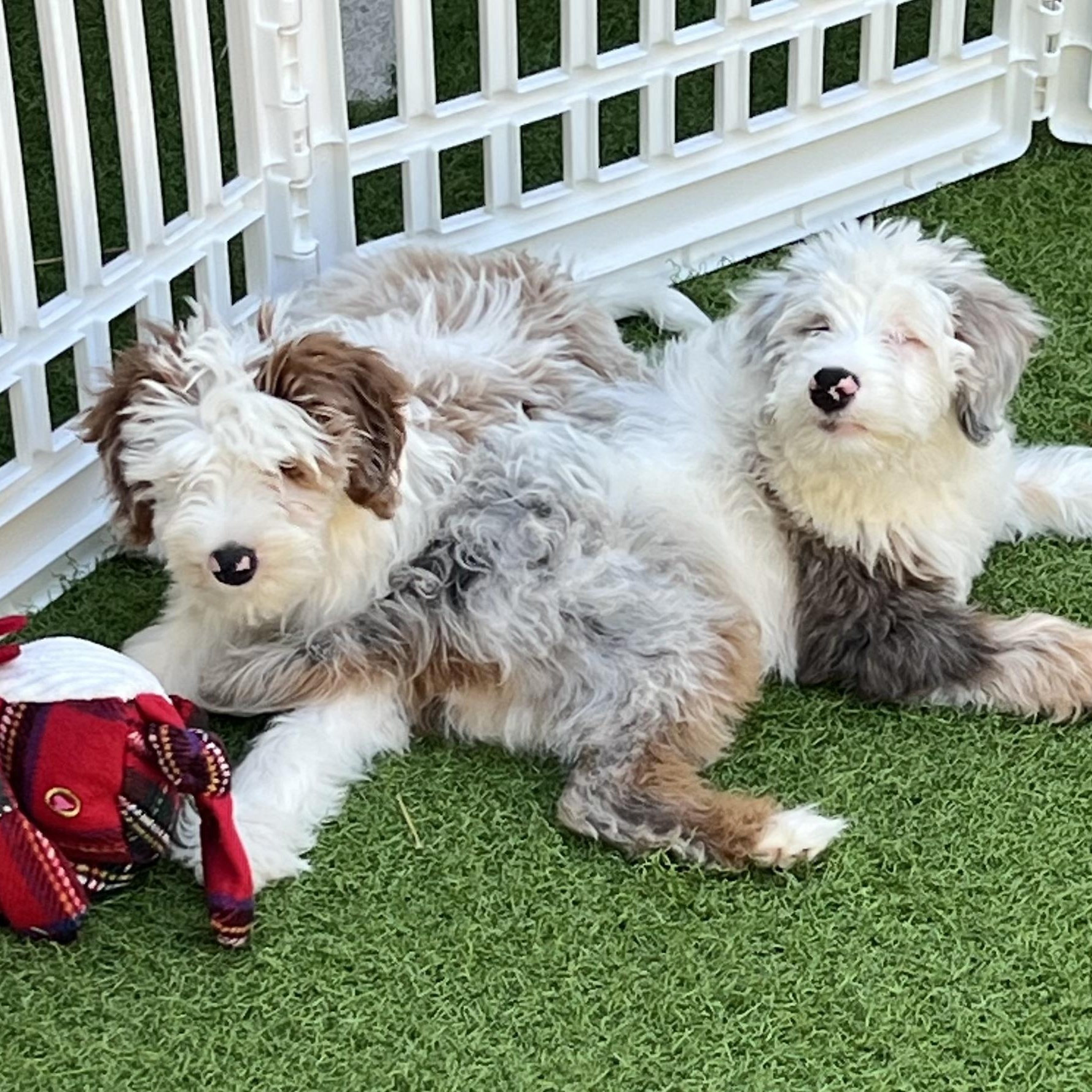 Enlarge Eddie, a Adoptable Aussiedoodle in Fort Myers, FL image 3/5
