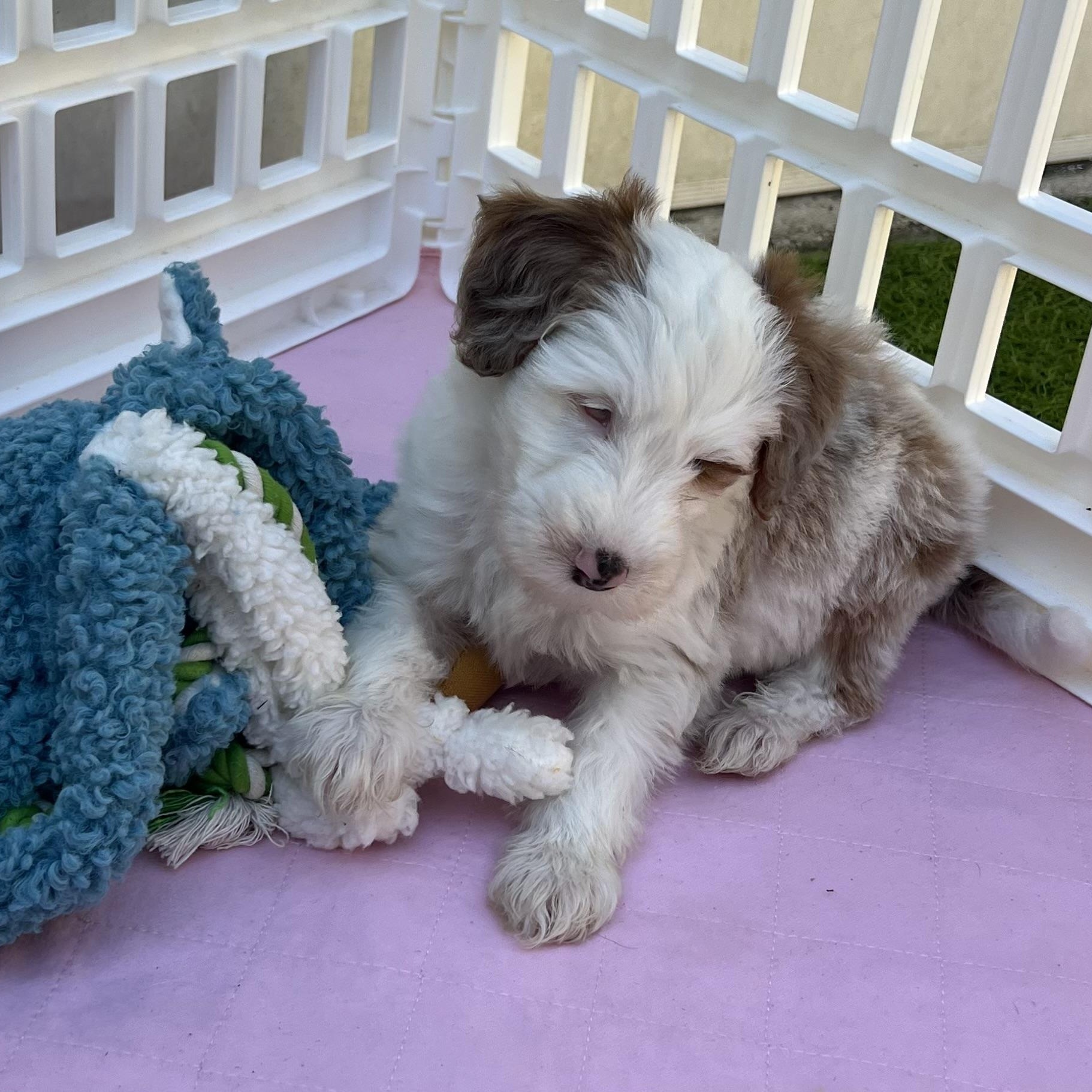 Eddie, an adoptable Aussiedoodle in Fort Myers, FL, 33913 | Photo Image 2