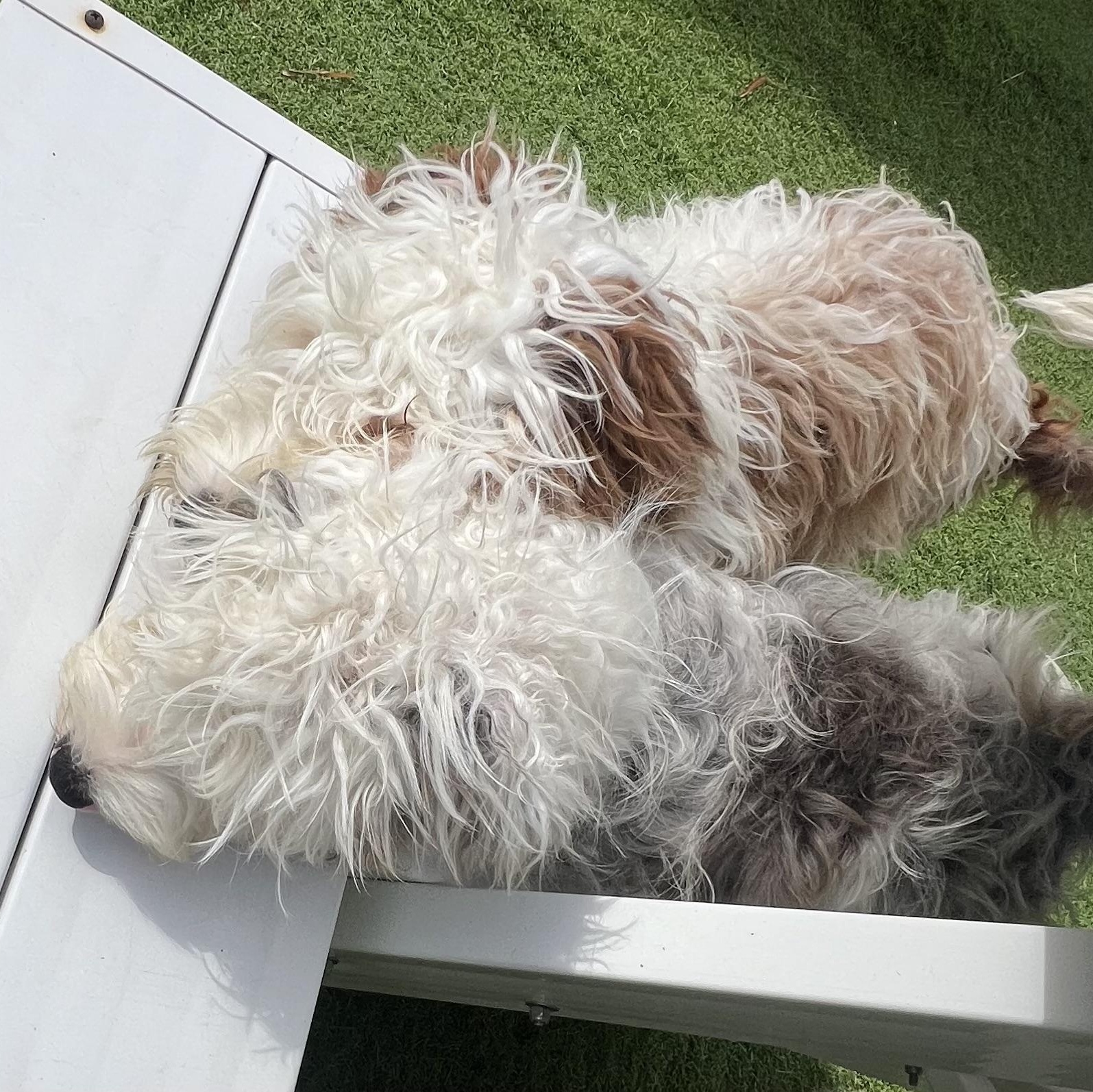 Enlarge Eddie, a Adoptable Aussiedoodle in Fort Myers, FL image 3/5