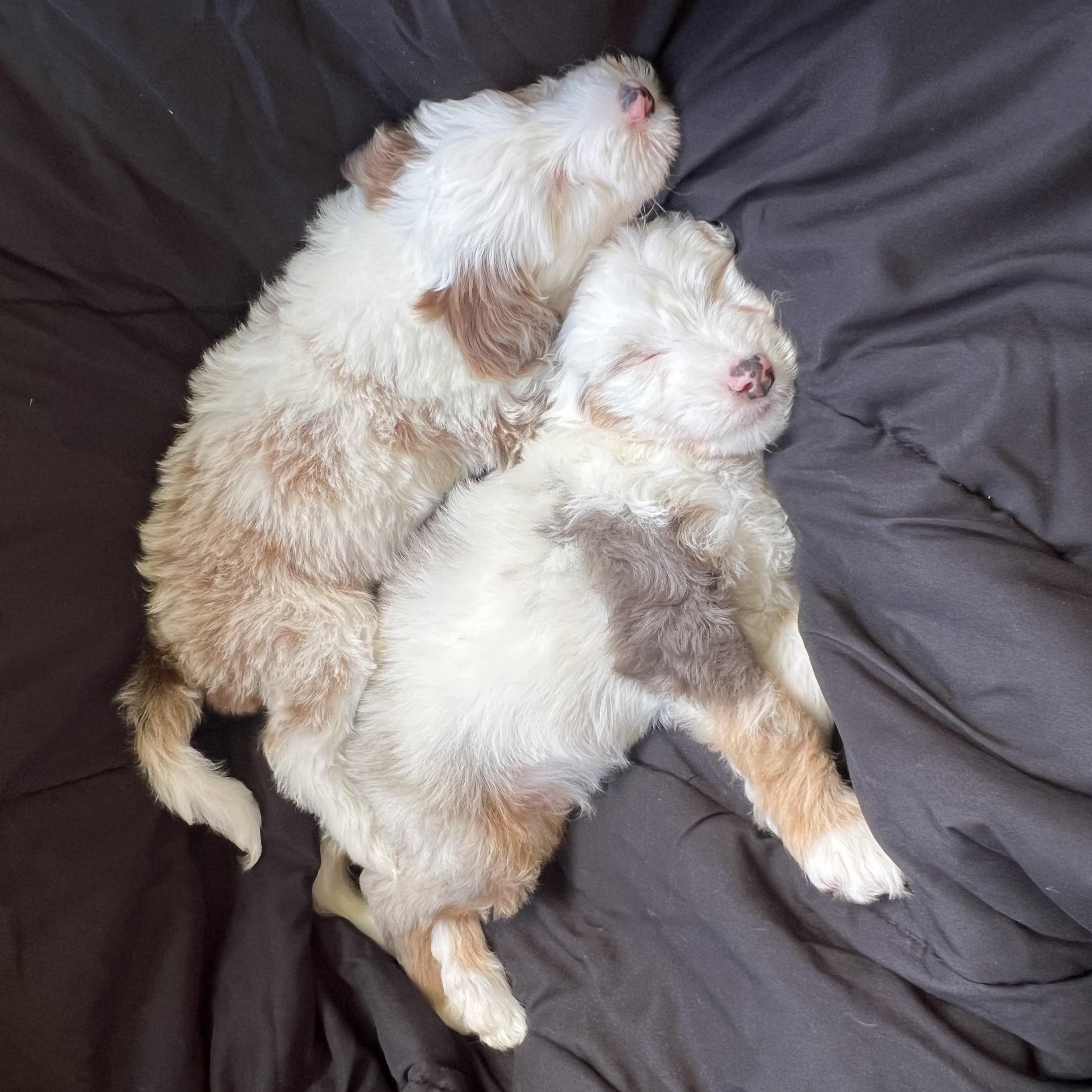 Eddie, a Adoptable Aussiedoodle in Fort Myers, FL image 3/3