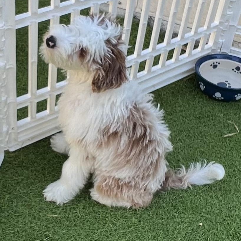 Enlarge Eddie, a Adoptable Aussiedoodle in Fort Myers, FL image 1/5