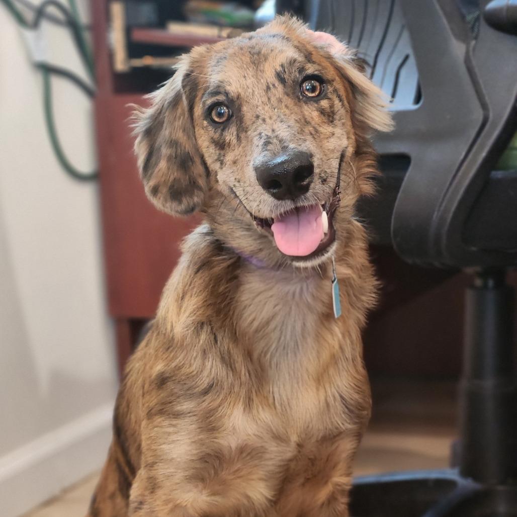 Enlarge Neo, a ADOPTABLE mixed breed in Fenton, MI image 1/1