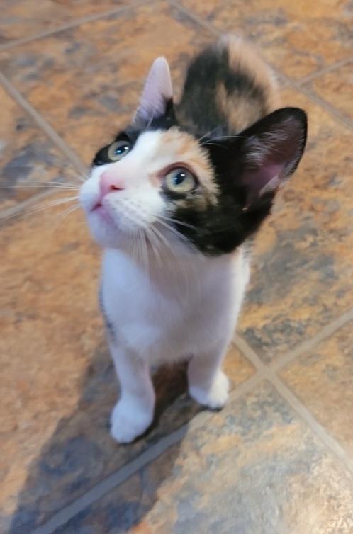 Enlarge Evie, an adopted Domestic Short Hair in Baton Rouge, LA image 3/3