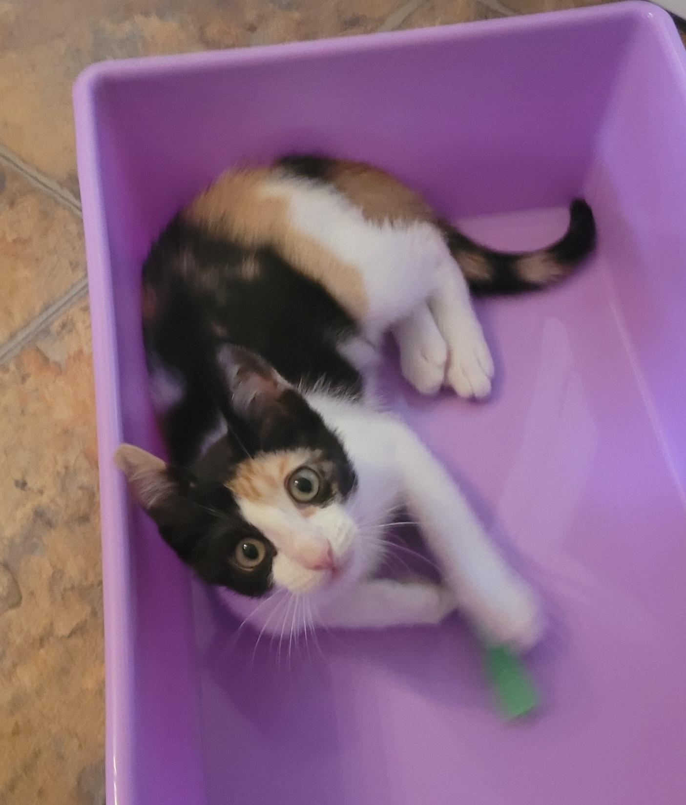 Enlarge Evie, an adopted Domestic Short Hair in Baton Rouge, LA image 2/3