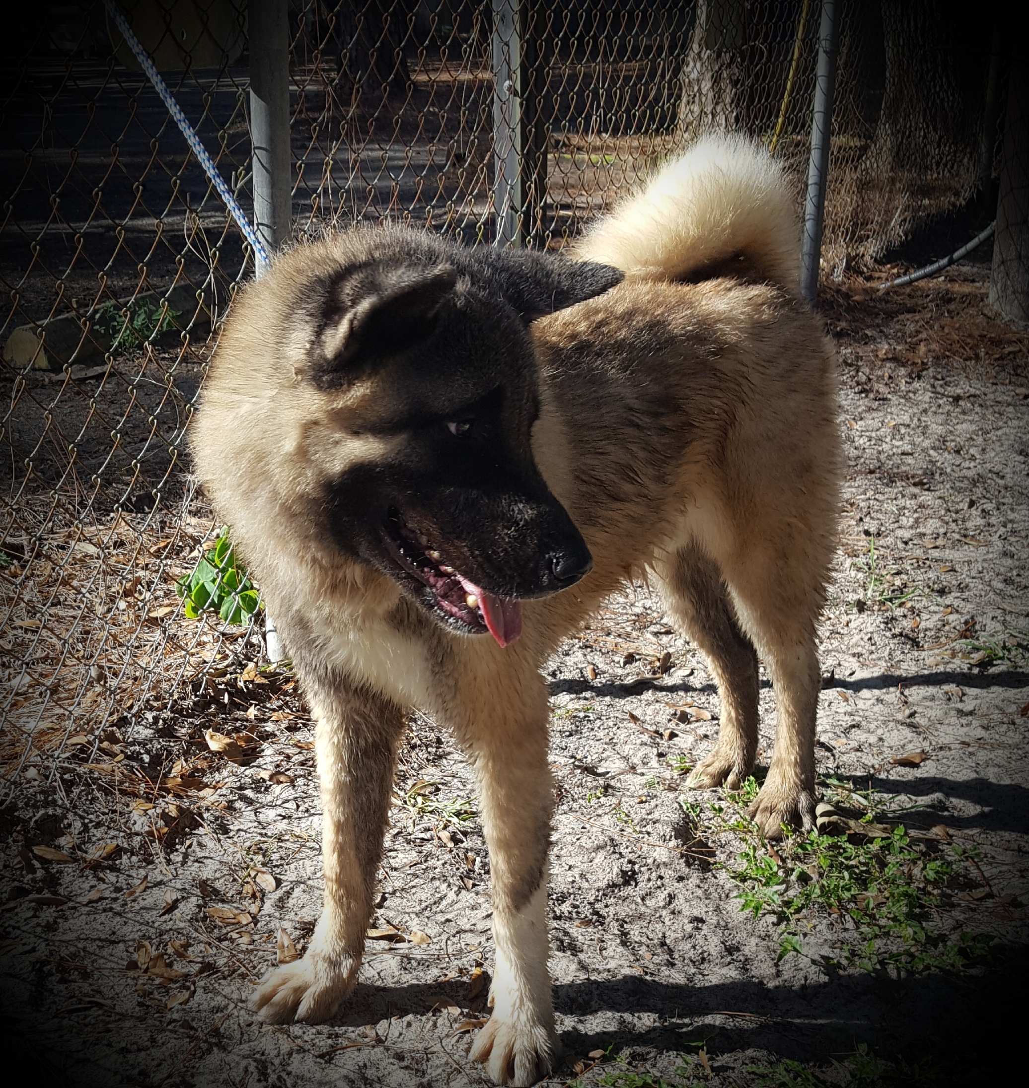 Enlarge Ricky, a Adoptable Akita in Jacksonville, FL image 2/8