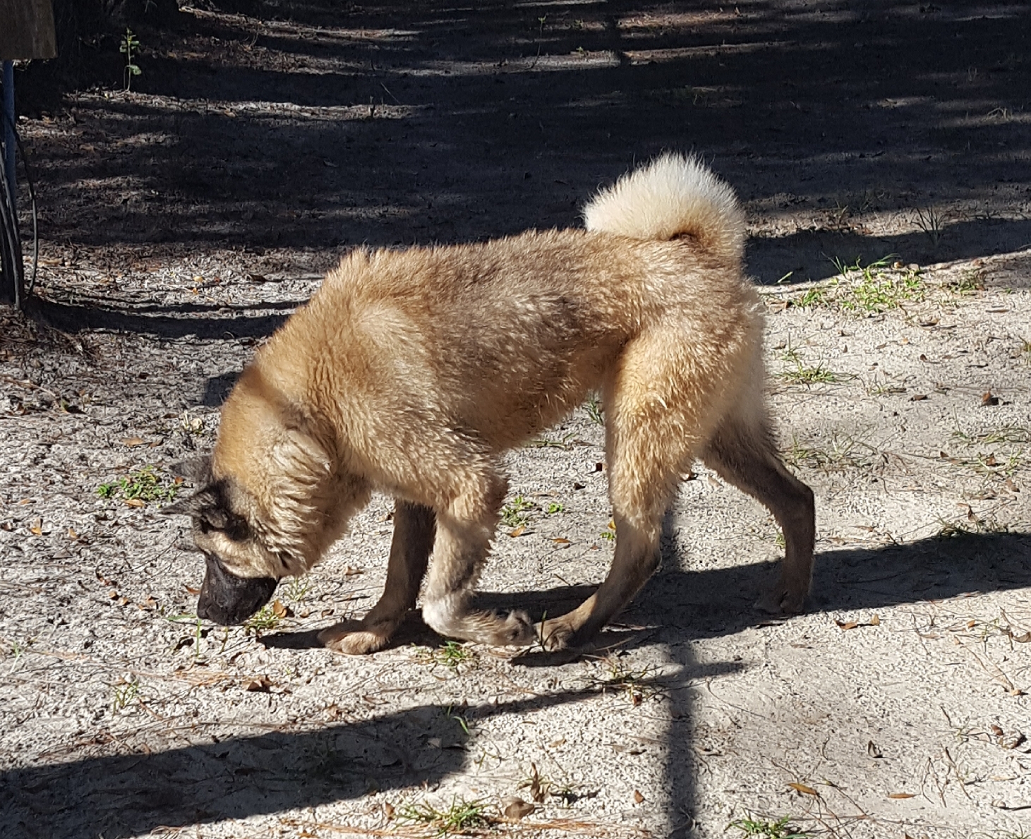Enlarge Ricky, a Adoptable Akita in Jacksonville, FL image 4/8