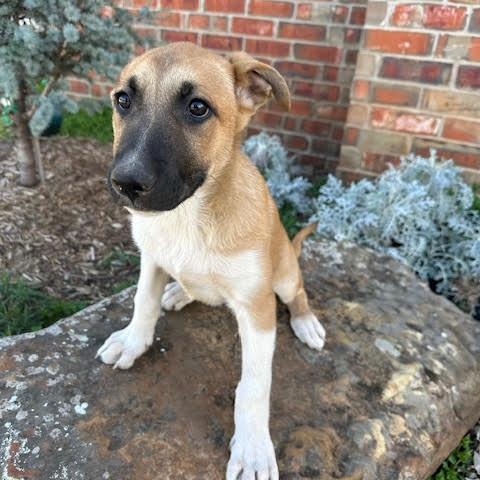 Enlarge Prancer, an adopted mixed breed in Yukon, OK image 2/3