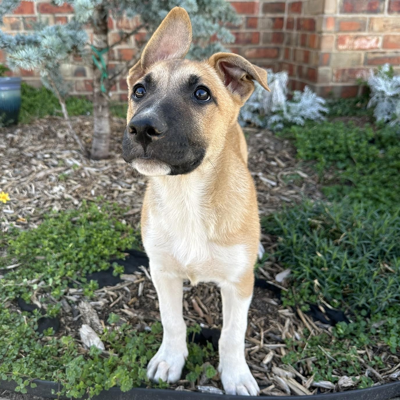 Enlarge Prancer, an adopted mixed breed in Yukon, OK image 1/3
