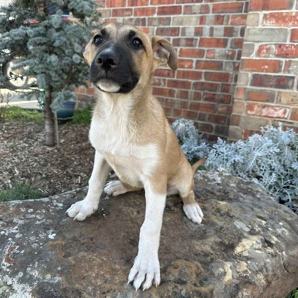 Enlarge Prancer, an adopted mixed breed in Yukon, OK image 3/3