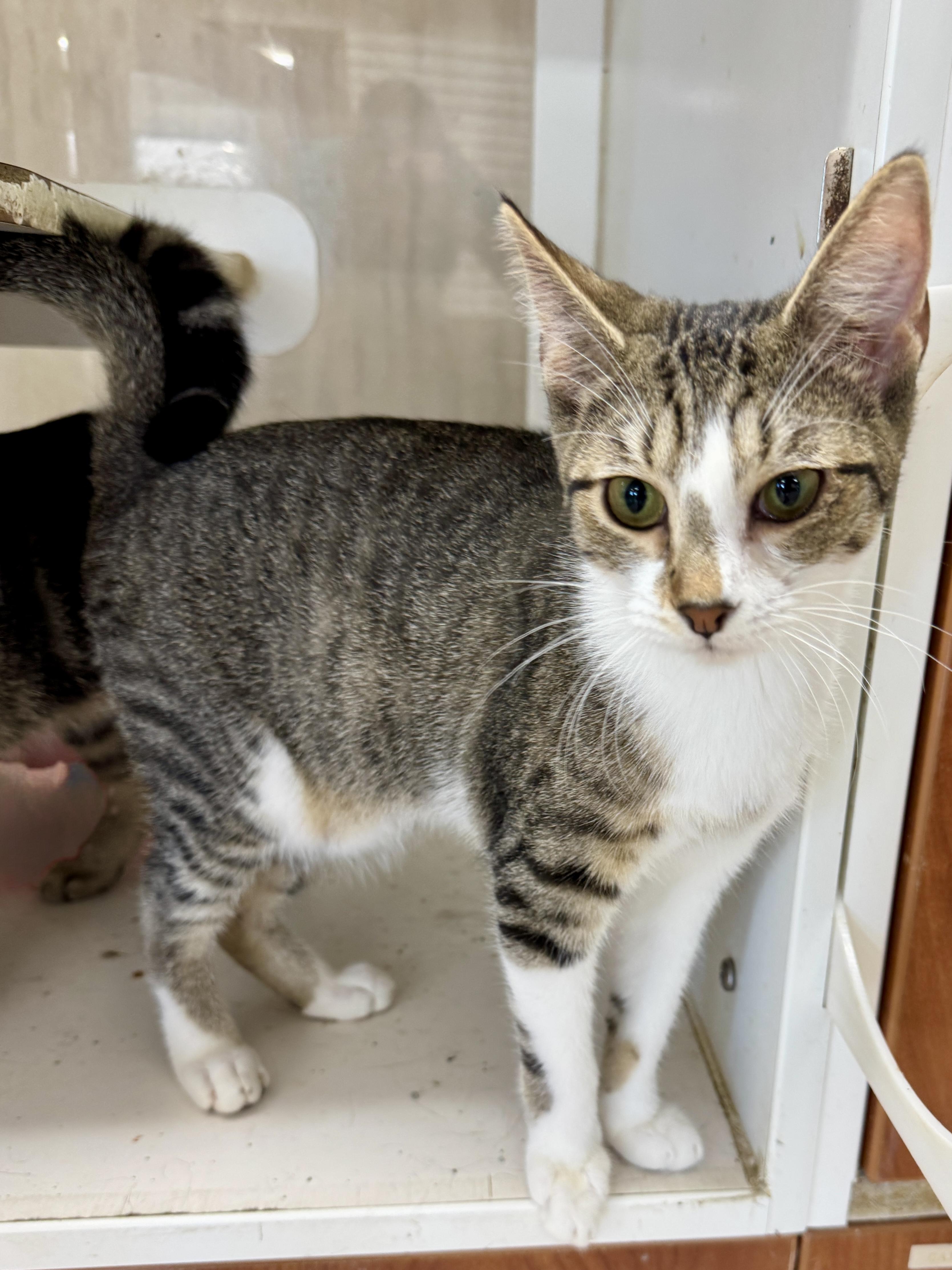 Enlarge Gimps, a Adoptable Domestic Short Hair in Breese, IL image 1/1