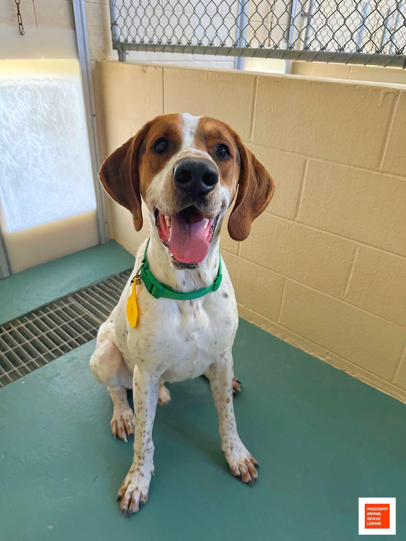 Copper, ADOPTABLE, Young Male Bluetick Coonhound.