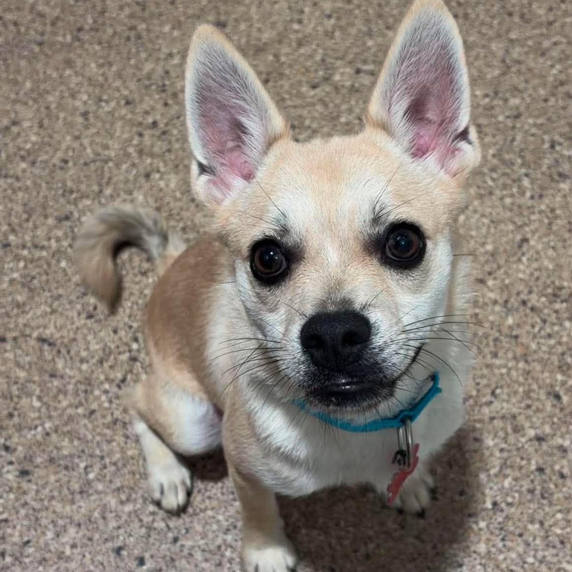 Enlarge Moose, a ADOPTABLE Pomsky in Valparaiso, IN image 1/1