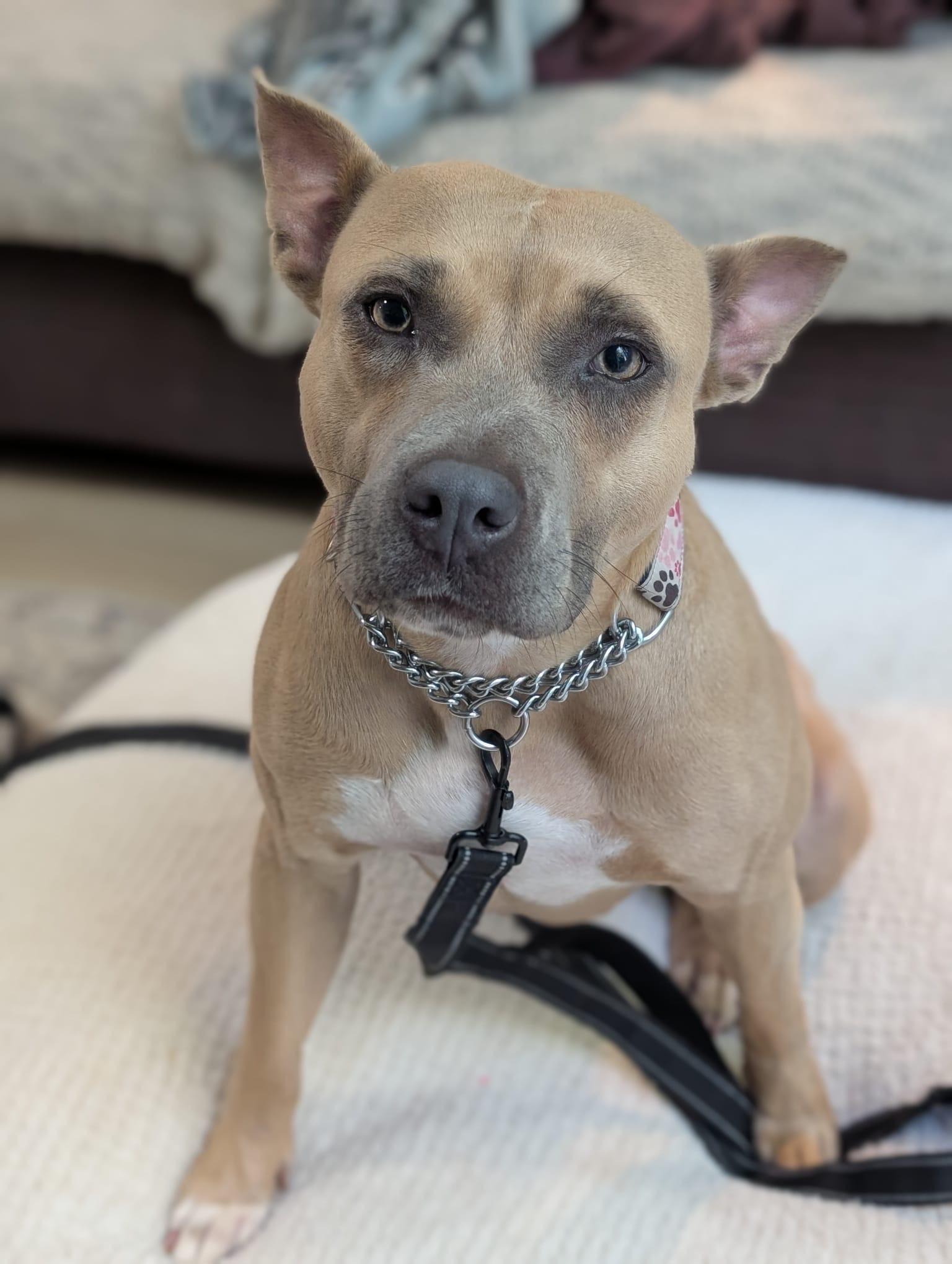 Nala, a Adopted mixed breed in KITCHENER, ON image 3/6