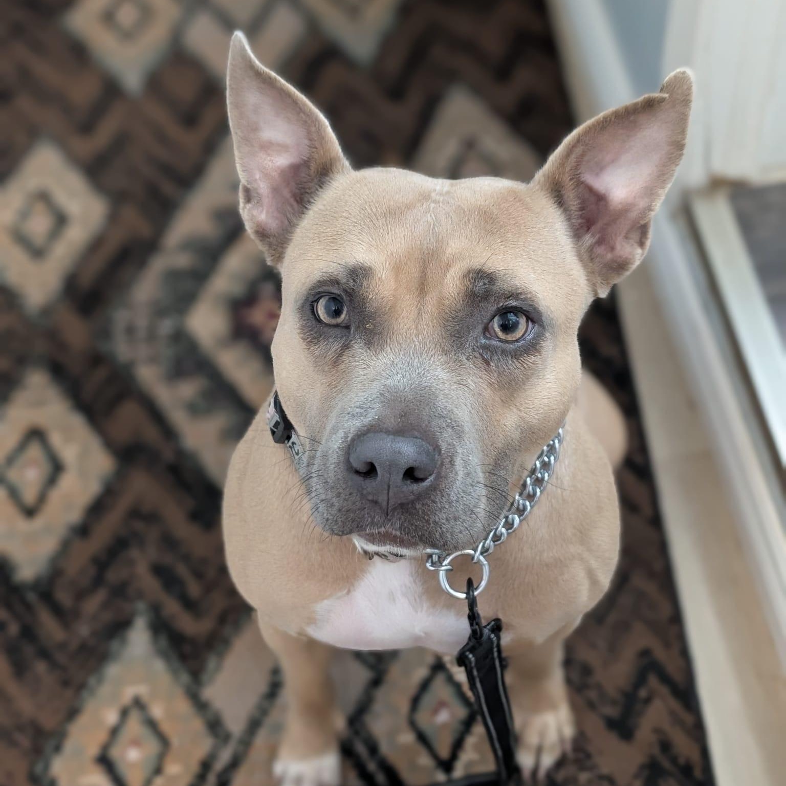 Nala, Adopted, Young Female American Bulldog.