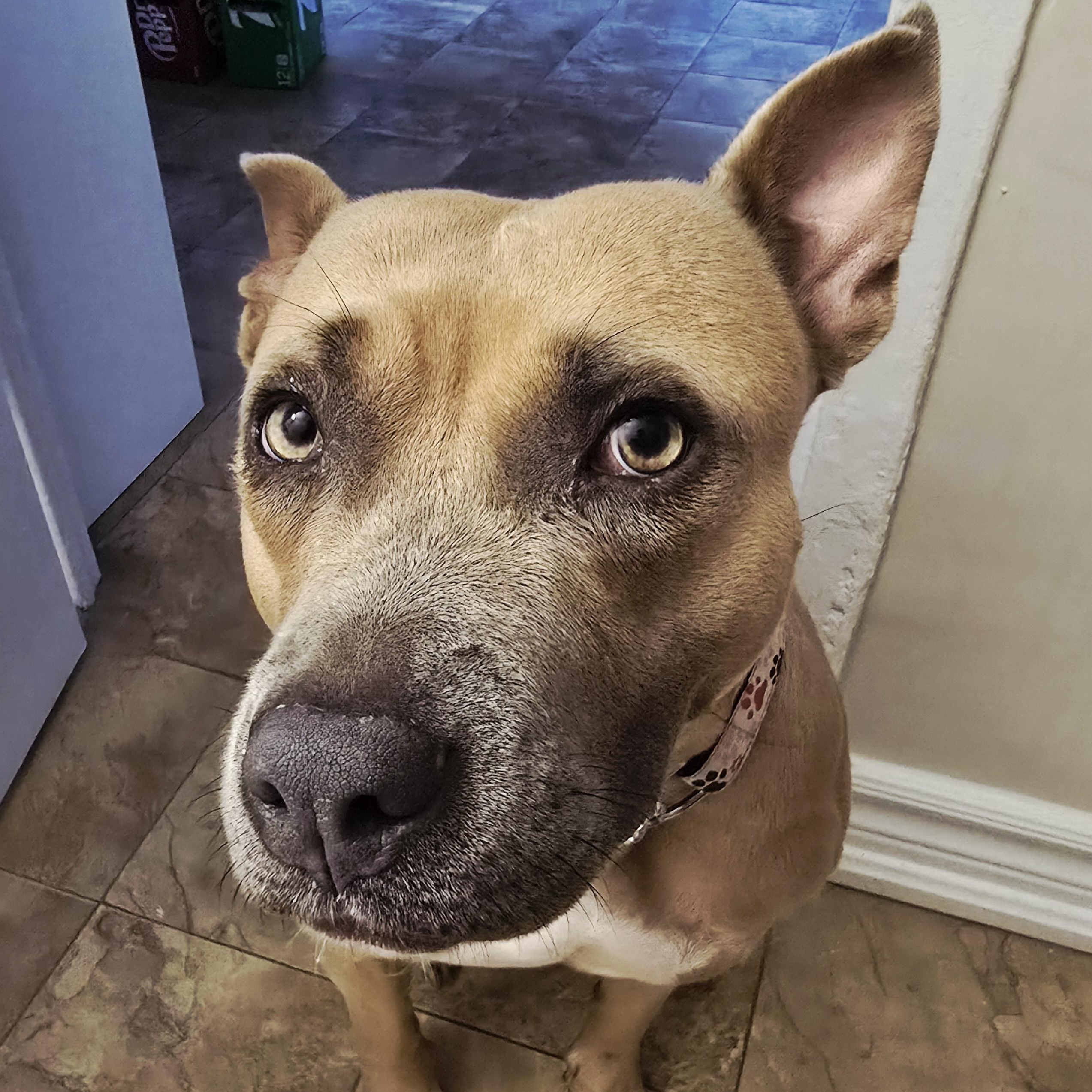 Nala, a Adopted mixed breed in KITCHENER, ON image 4/6