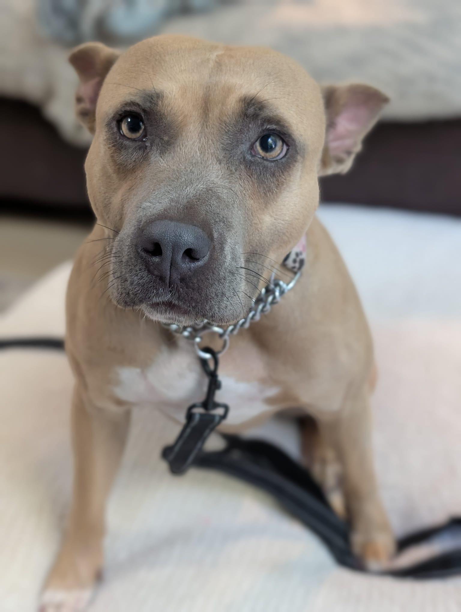 Nala, a Adopted mixed breed in KITCHENER, ON image 5/6