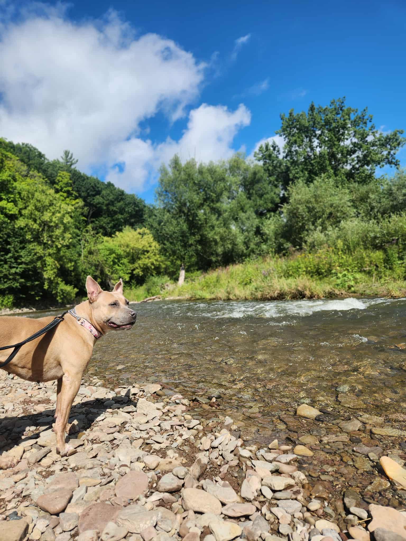 Nala