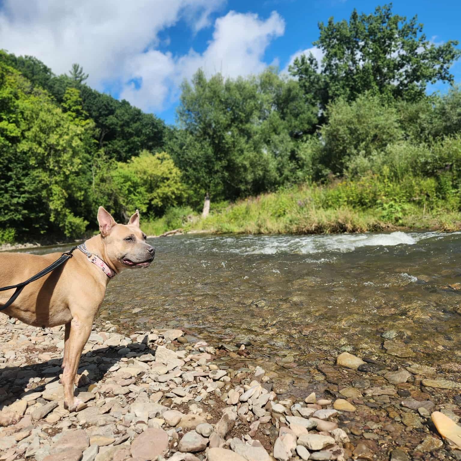Nala, a Adopted mixed breed in KITCHENER, ON image 2/6