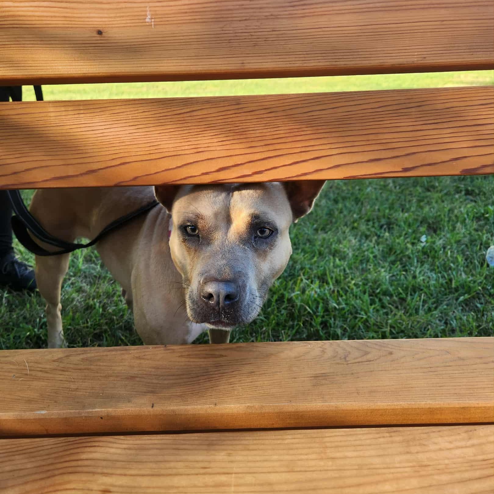 Nala, a Adopted mixed breed in KITCHENER, ON image 6/6